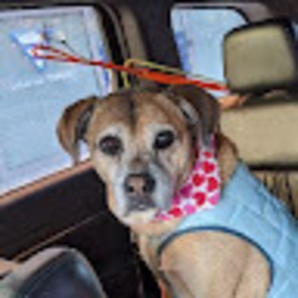 Meet your Posher, Victoria